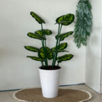 درختچه سالنی