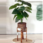 درختچه سالنی کوتاه مدل