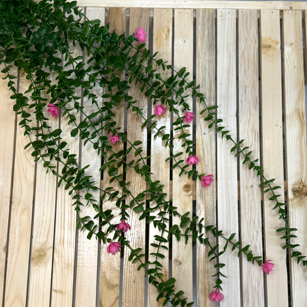 شمشاد - تصویر 6