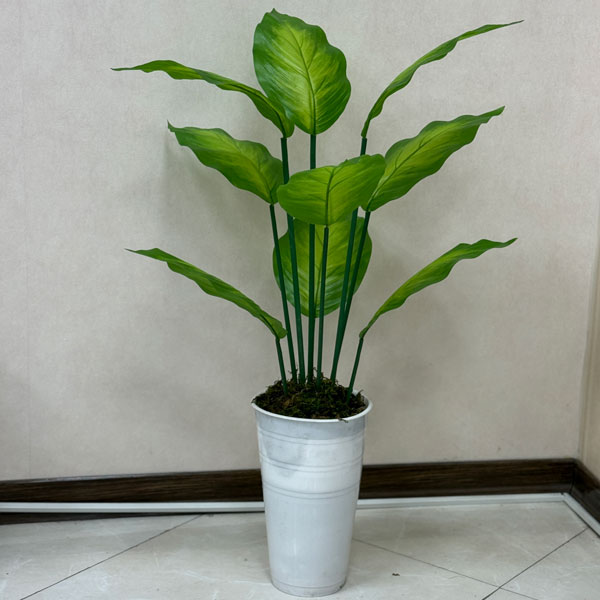 درختچه دیفن 100سانتی