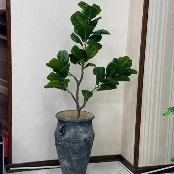 درختچه لیراتا