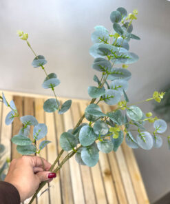 اکالیپتوس لمسی