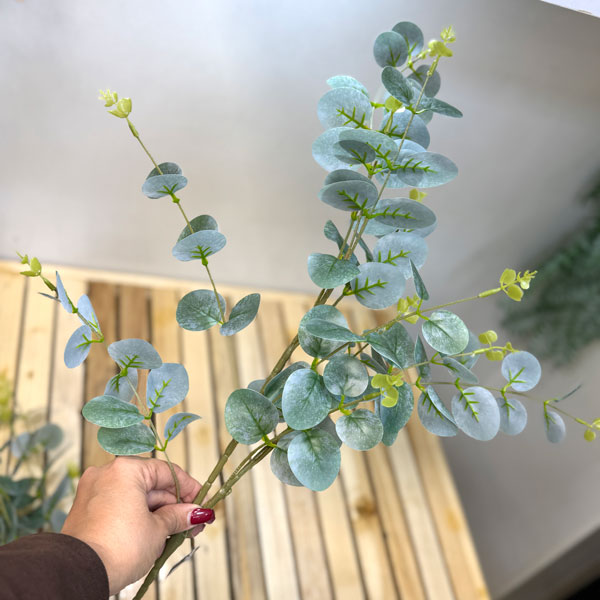 اکالیپتوس لمسی